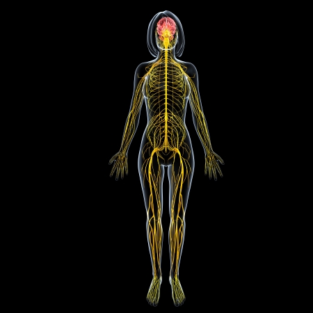 front view of female full body nervous system isolated on black backgroundの写真素材
