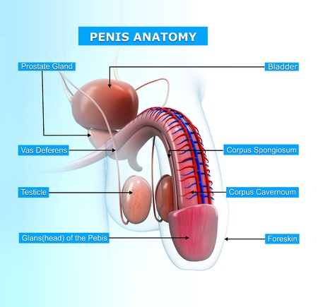 reproductive system of male with names