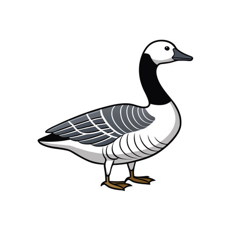 Creative Barnacle Goose Outline Illustrationのイラスト素材