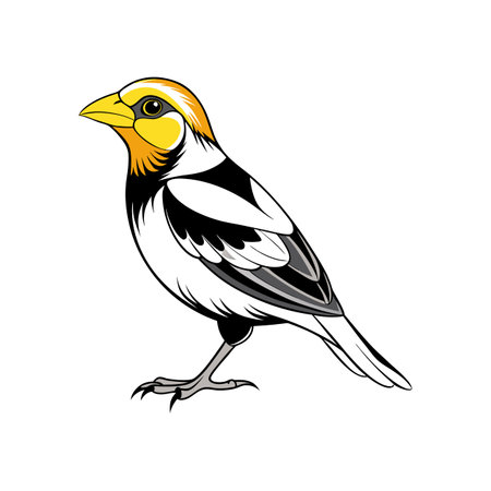 Bobolink Coloring Animal Illustration Designのイラスト素材