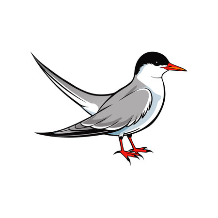 Common Tern Coloring Animal Illustrationのイラスト素材