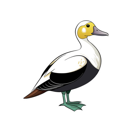 Stylized Common Eider for Creative Coloringのイラスト素材
