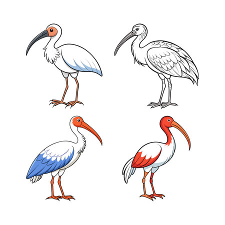 Ibis Coloring Page for Kidsのイラスト素材