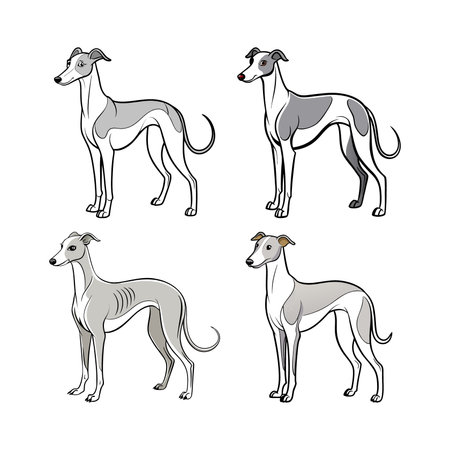 Set of greyhound dogs on a white background. Vector illustration.のイラスト素材