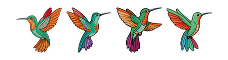 Charming Rufous-Tailed Hummingbird Coloring Designのイラスト素材