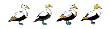 Common Eider Coloring Animal Illustrationのイラスト素材