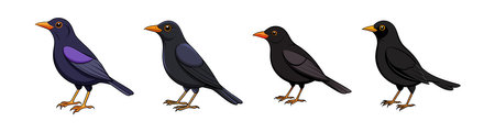 Common Blackbird Coloring Animal Illustrationのイラスト素材