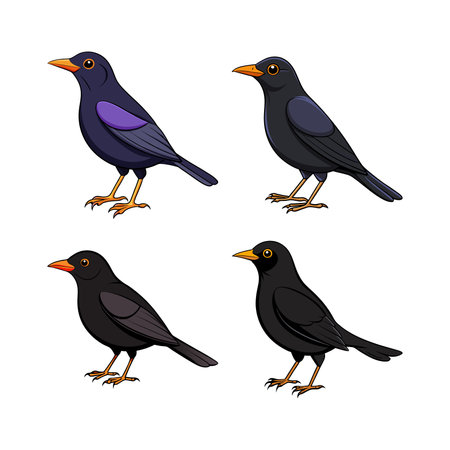 Common Blackbird Coloring Animal Illustrationのイラスト素材
