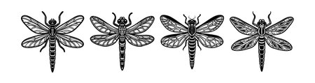Elegant Golden-Ringed Dragonfly Illustration