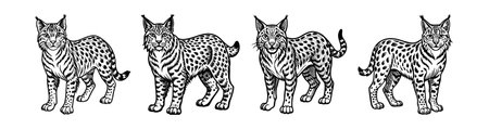 Bobcat Linocut Arts Animal Illustration for Funのイラスト素材
