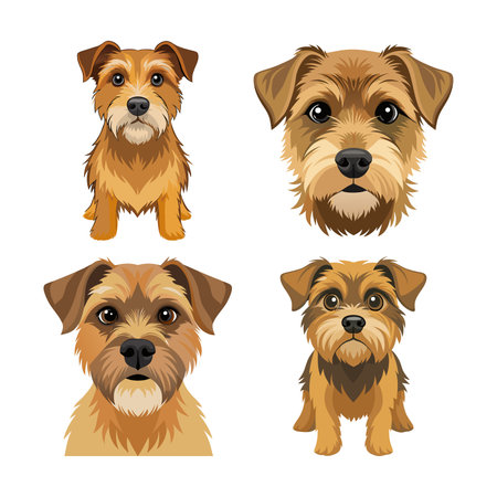Charming Border Terrier Color Illustrationのイラスト素材
