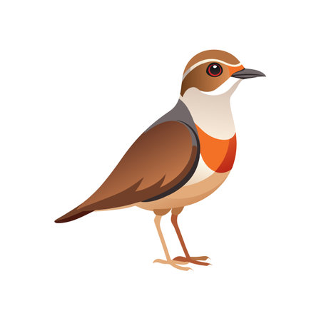 Charming Australian Pratincole Bird Illustrationのイラスト素材