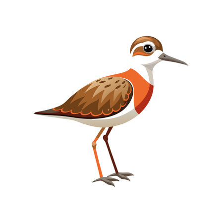 Charming Baird's Sandpiper Bird Illustrationのイラスト素材
