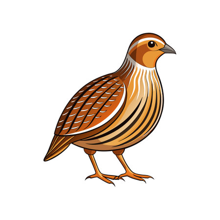 Charming Barred Buttonquail Illustrationのイラスト素材