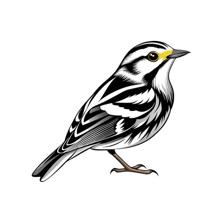 Realistic Black-and-white Warbler Bird Illustrationのイラスト素材
