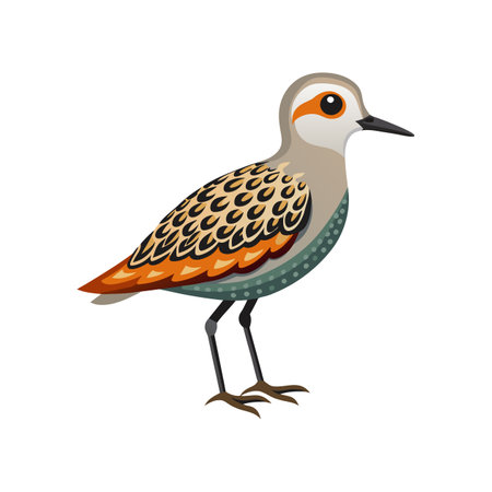 Vivid Black-Bellied Plover Designのイラスト素材