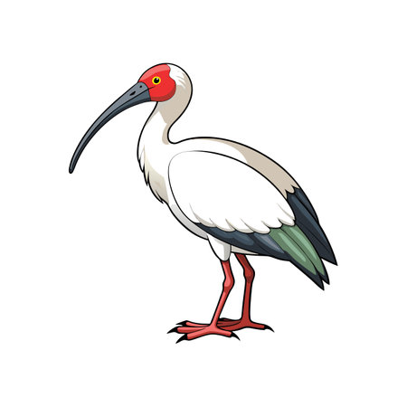 Elegant Black-Faced Spoonbill Bird Artworkのイラスト素材