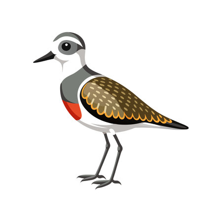Stunning Black-Bellied Plover Representationのイラスト素材
