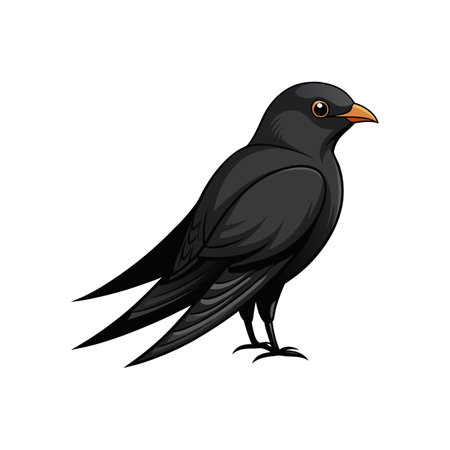 Realistic Black Swift Illustrationのイラスト素材