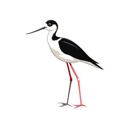 Detailed Black-Necked Stilt Depictionのイラスト素材