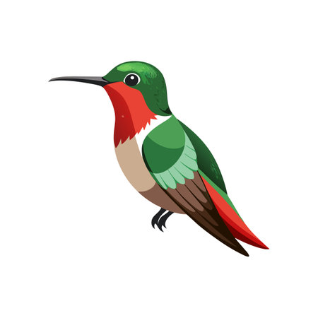 Vibrant Broad-tailed Hummingbird Bird Detailed Illustrationのイラスト素材