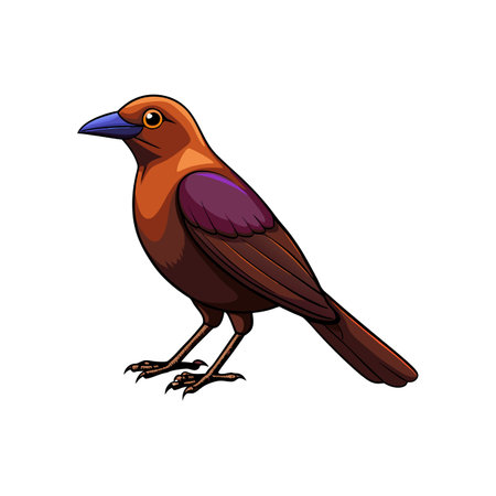Realistic Bronzed Cowbird Bird Illustrationのイラスト素材