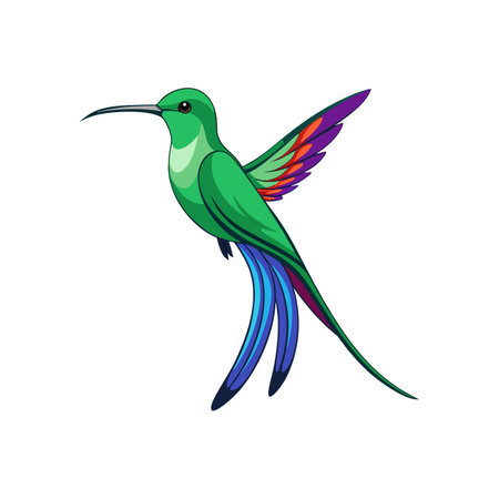 Stunning Booted Racket-Tail Designのイラスト素材