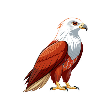 Detailed Brahminy Kite Depictionのイラスト素材