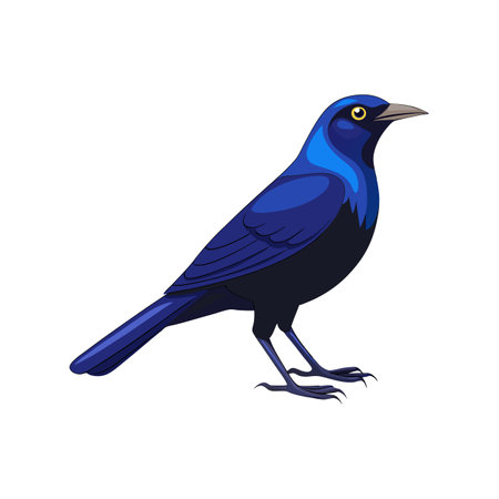 Realistic Carib Grackle Bird Illustrationのイラスト素材