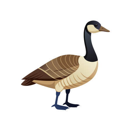 Canada Goose Bird Realistic Illustrationのイラスト素材