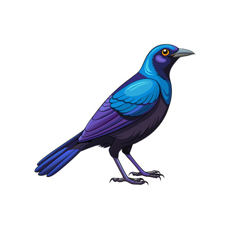 Detailed Carib Grackle Bird Designのイラスト素材