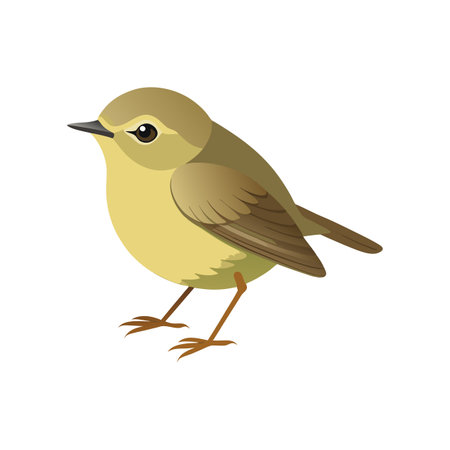 Vivid Common Chiffchaff Bird Designのイラスト素材
