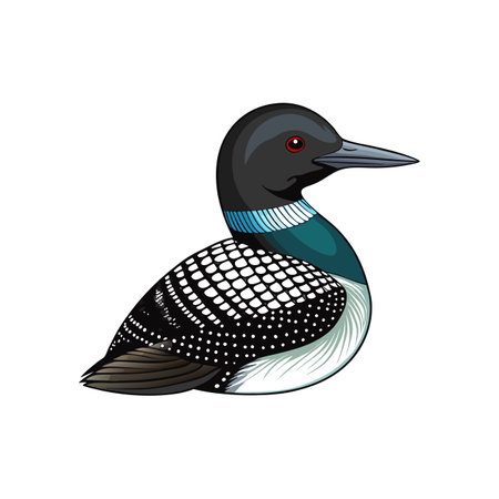 Realistic Common Loon Bird Illustrationのイラスト素材