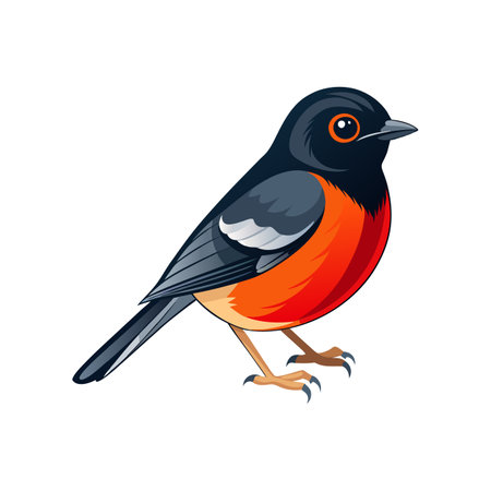 Elegant Daurian Redstart Bird Vectorのイラスト素材