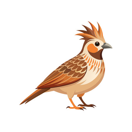 Crested Lark Bird Realistic Illustrationのイラスト素材