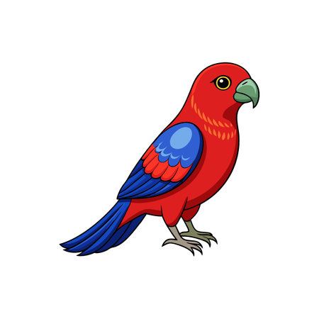 Crimson Rosella Bird Colorful Illustrationのイラスト素材