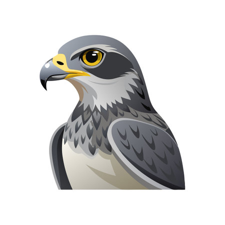 Elegant Gray Hawk Bird Vectorのイラスト素材