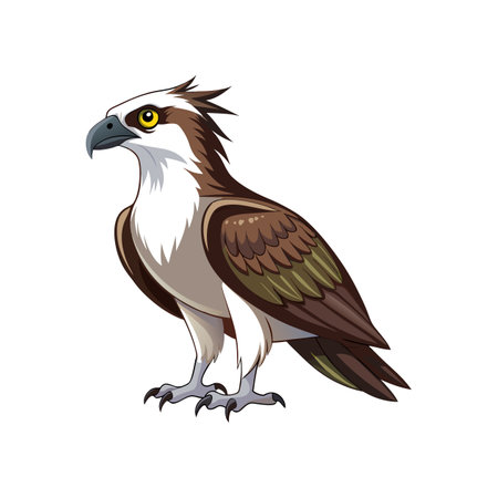 Osprey Bird Realistic Artのイラスト素材