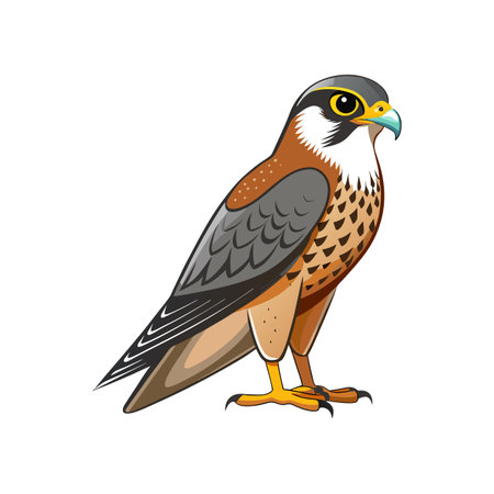 Stunning Merlin Bird Illustrationのイラスト素材
