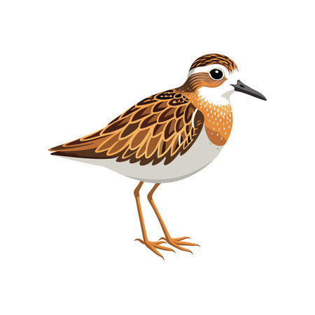 Stunning Least Sandpiper Nature Illustrationのイラスト素材