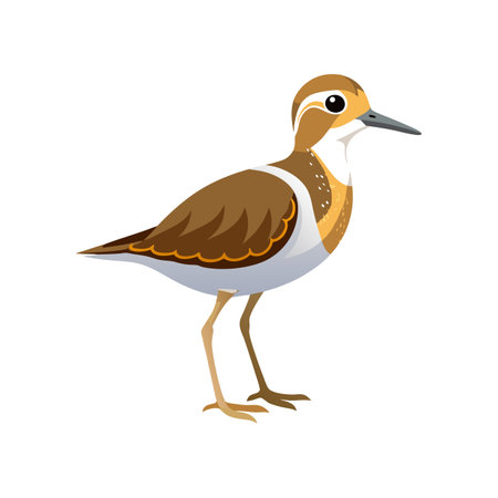 Vivid Baird's Sandpiper Bird Designのイラスト素材