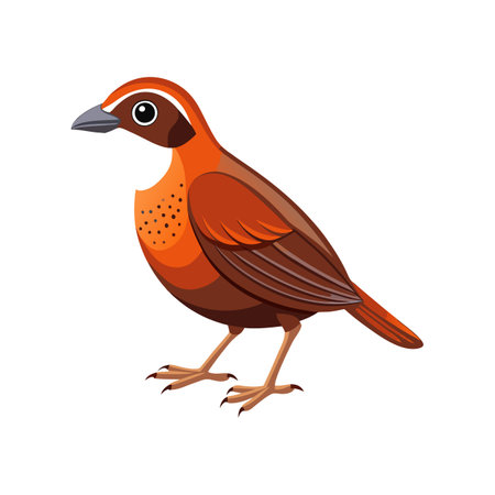 Realistic Cinnamon Quail Thrush Bird Illustrationのイラスト素材