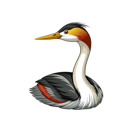 Clark's Grebe Bird Realistic Artのイラスト素材