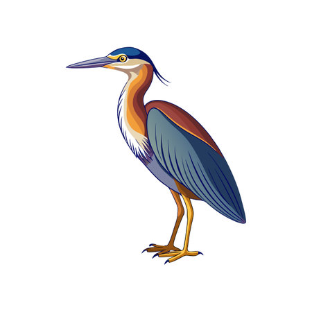 Dynamic Chinese Pond Heron Bird Representationのイラスト素材