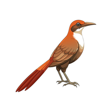 Stunning Cape Sugarbird Nature Illustrationのイラスト素材