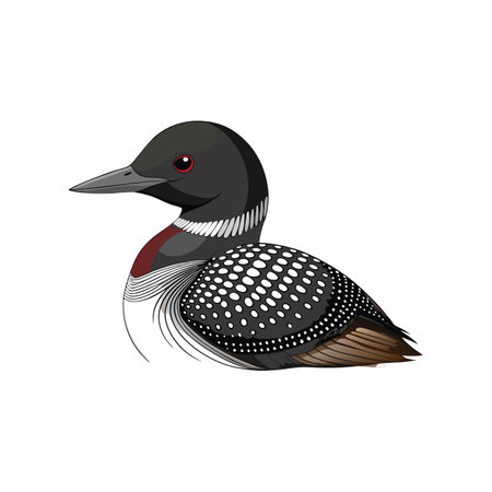 Common Loon Bird Realistic Artのイラスト素材