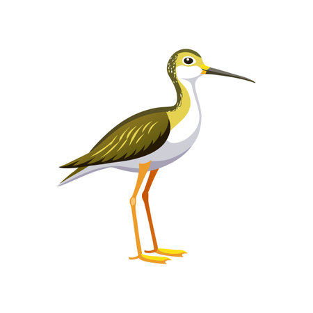 Realistic Greater Yellowlegs Bird Illustrationのイラスト素材