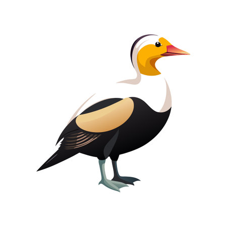 Bright King Eider Bird Artworkのイラスト素材