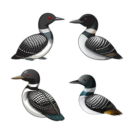 Realistic Arctic Loon Bird Illustrationのイラスト素材