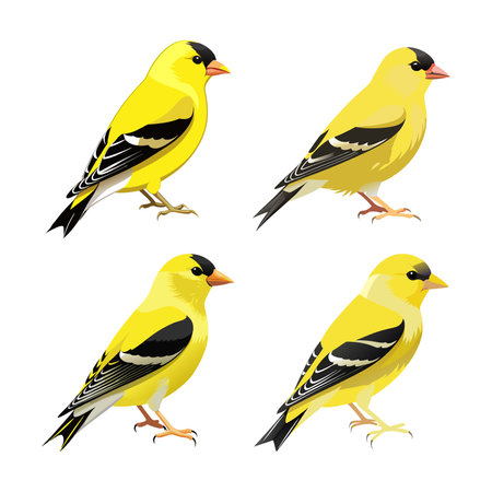 Vibrant American Goldfinch Bird Artworkのイラスト素材